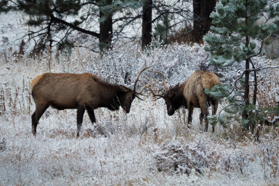 Elks locking horns