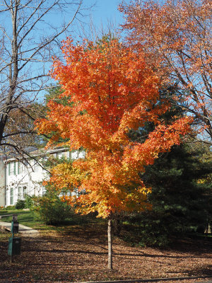 The young trees tend to be colorful in the Fall