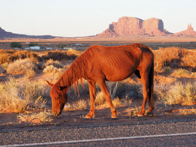 Beside the road in Monument Valley