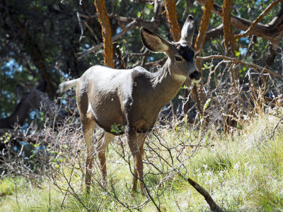 Mule Deer - North Rim of Grand Canyon