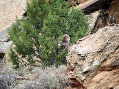 Bighorn Sheep, The Grand Wash, Capitol Reef NP