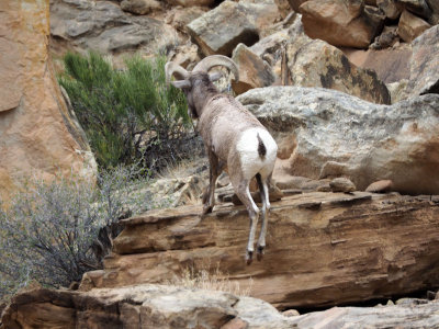 The leaping Bighorn Sheep, The Grand Wash, Capitol Reef NP