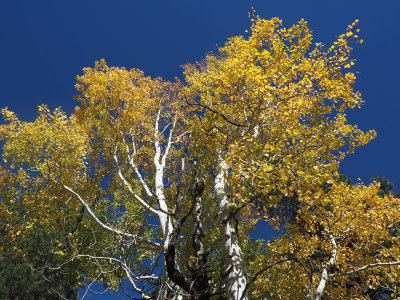 The aspen trees are very pretty this time of year