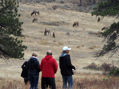 Stopped to watch the elks - Rocky Mountain NP