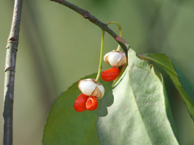 An unidentified berry beside the trail