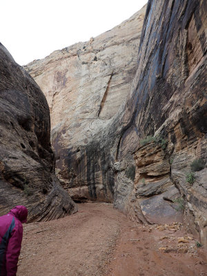 In the narrows section of the Grand Wash in Capitol Reef National Park