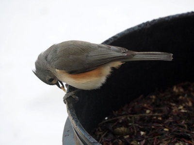 Could be a tufted titmouse