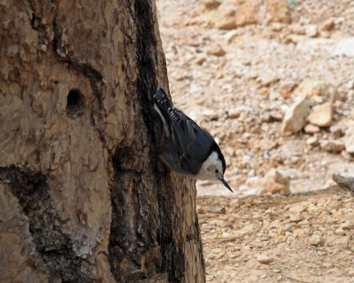 The nuthatch - Bryce Canyon