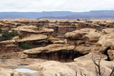 Mushroom-like formations on the Pothole trail, Needles District, Canyonlands NP