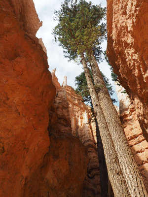 Finding the sun in Bryce Canyon