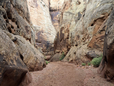 In the narrows section of the Grand Wash in Capitol Reef National Park