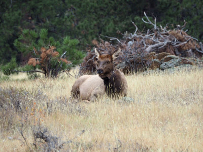 The elk - Rocky Mountain NP