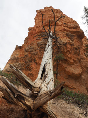 In Bryce Canyon