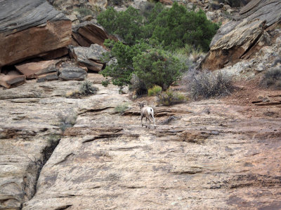 The bighorn sheep departs, The Grand Wash, Capitol Reef NP