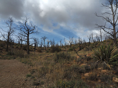 Mesa Verde NP - Burnt section of park next to trail