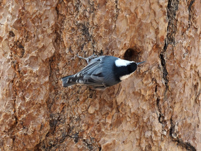 The nuthatch - Bryce Canyon