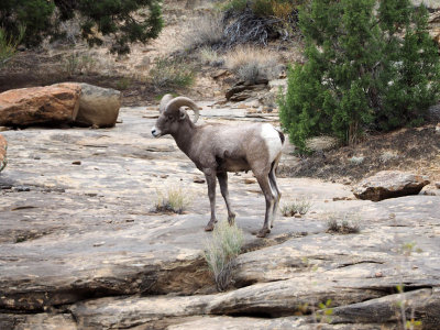 Bighorn Sheep, The Grand Wash, Capitol Reef NP