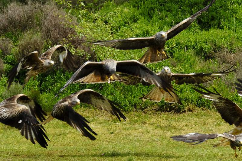 Red kite flurry