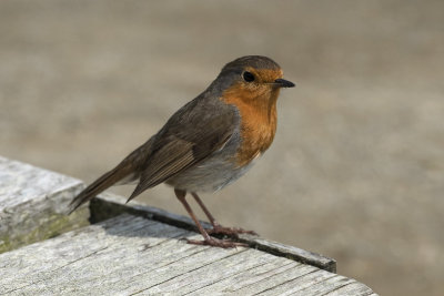 Robin