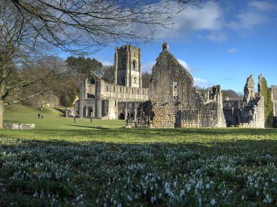 Snowdrops