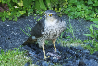 Sparrowhawk