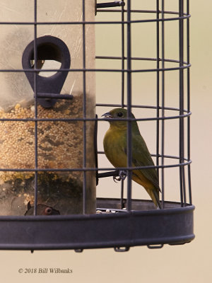 Female Painted Bunting_V0F1411 1.jpg