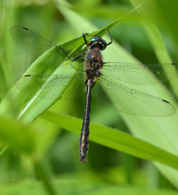 Americna Emerald, Cordulia shurtleffii, m.
