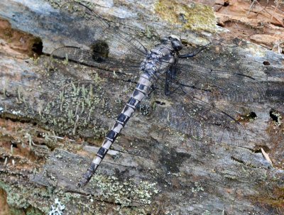 Gray Petaltail, f.