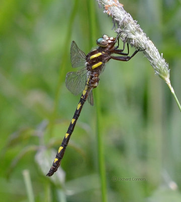 Brown Spiketail