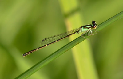 Fragile Forktail, m.