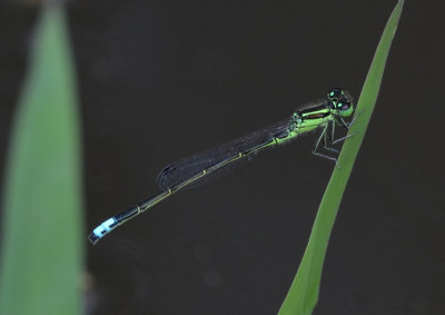 Eastern Forktail, m.
