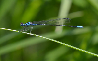 Turquoise Bluet, m.