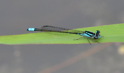 Skimming Bluet, m.
