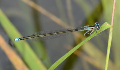 Turquoise Bluet, f.