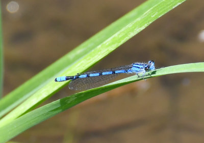 Hagen's Bluet