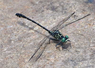 Least Clubtail