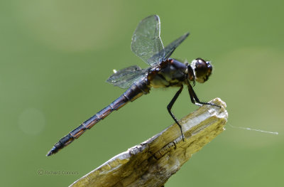 Slaty Skimmer, m.