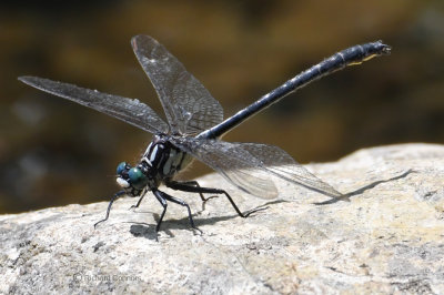 Sable Clubtail, m.