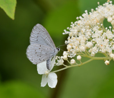 summer azure , hydrangea