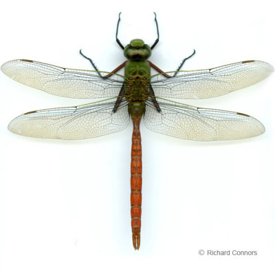 Comet Darner, Anax longipes, male