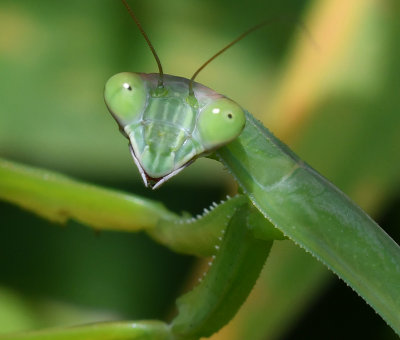 mantis