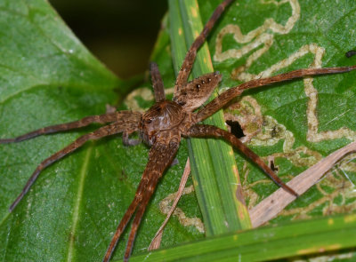 Eight-spotted fishing spider