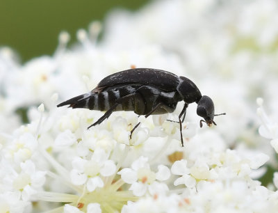 tumbling flower beetle