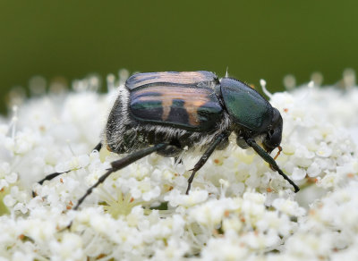 flower scrab beetle