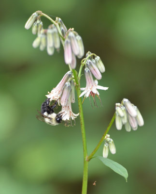 bee on Prenanthes