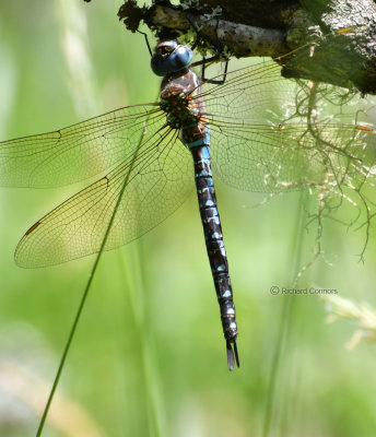 Spatterdock Darner, Rhionaeshna mutata