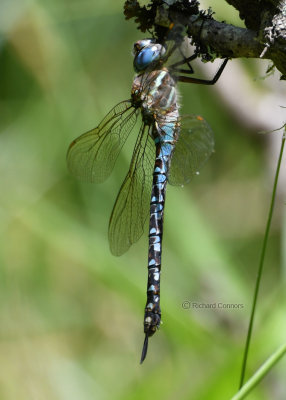 Spatterdock Darner, female