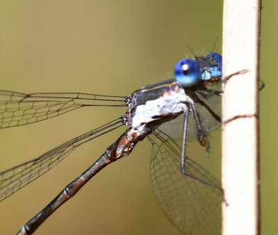 Spotted Spreadwing, detail