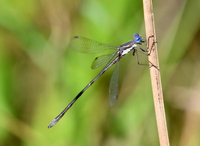 Spotted Spreadwing, Lestes congener, m.