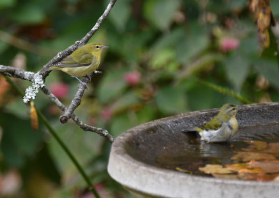 Tennessee warblers bathing